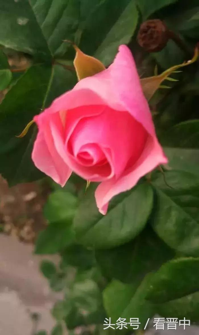 情系职中(杨保卫)