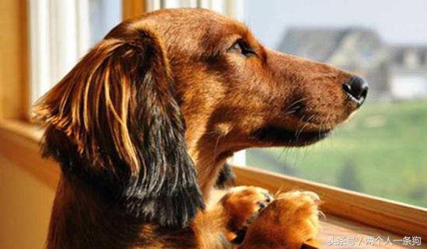 宠物在家搞破坏,狗狗在家搞破坏的视频