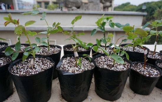 种花怎样才能让它快速生根,养花小妙招让它快速生根