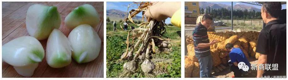 塞尔维亚人口,塞外独行侠