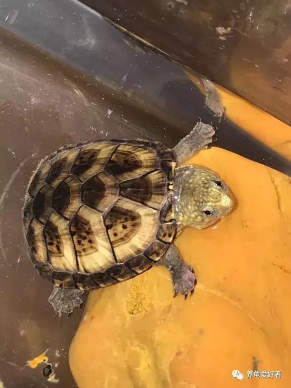 养龟的100种常见问题,新手养龟常见的坏习惯与坏心态