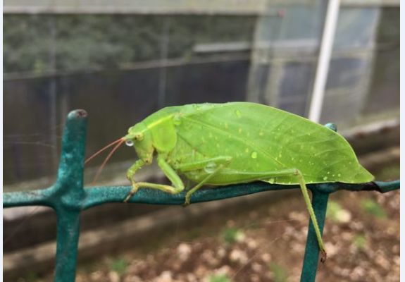 成长日记三年级下册,成长日记2026