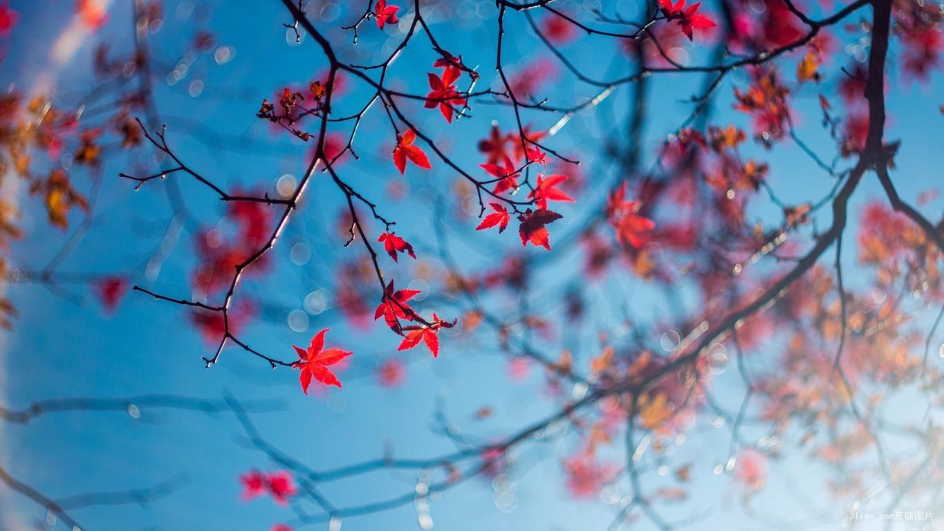 癸巳癸亥癸卯癸丑女人晚年好吗,乾造丁亥癸卯癸丑癸亥的运势