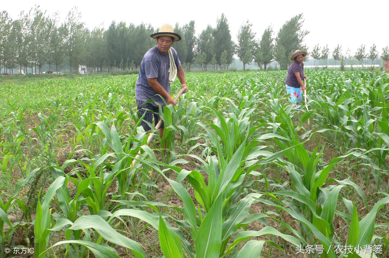 玉米苗期发叉是什么原因,水果玉米需要打叉吗
