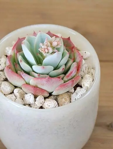 八卦掌多肉怎么浇水,八卦掌内功养生法