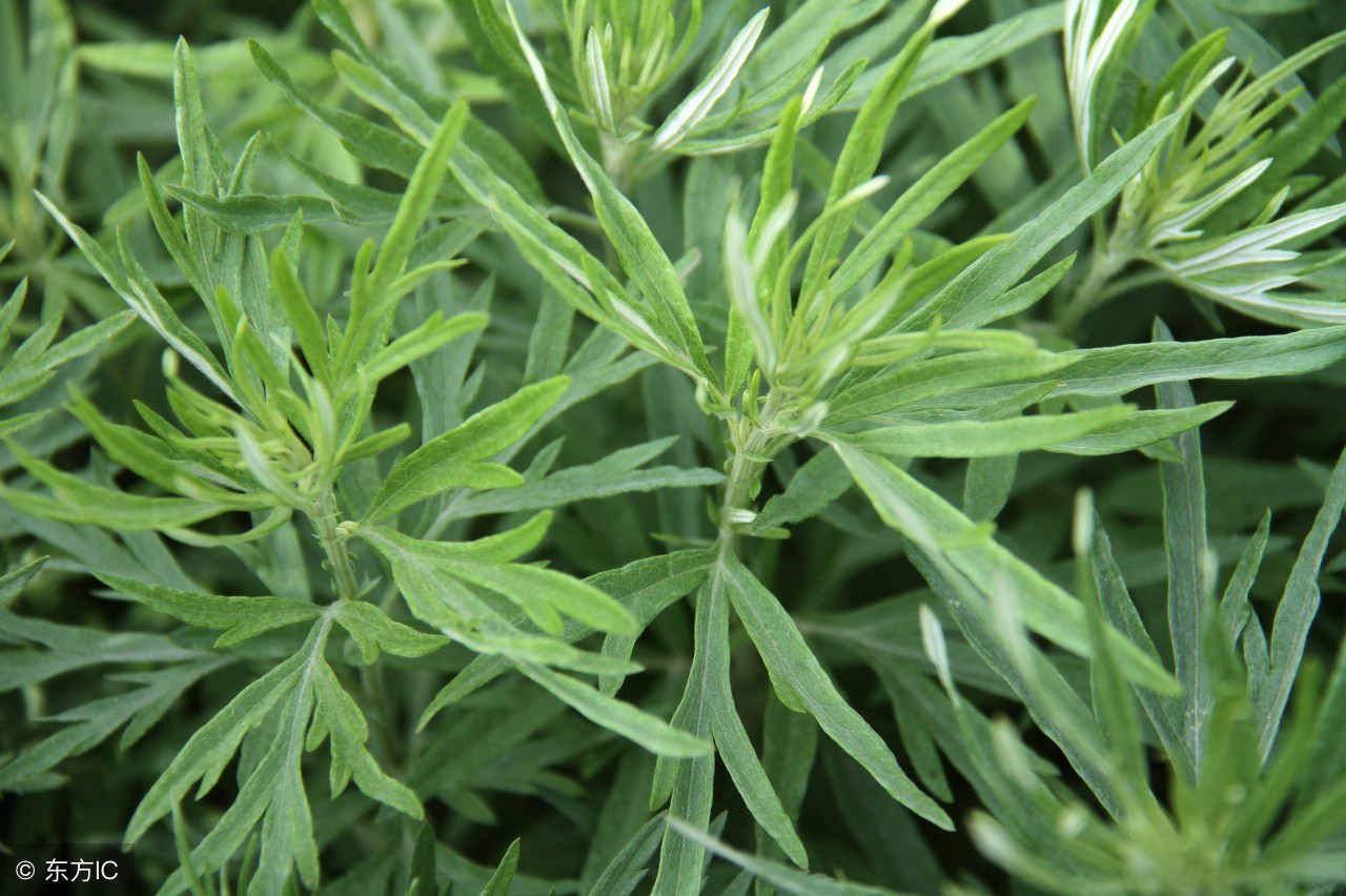 农村有一句谚语,农村俗语家里有三样