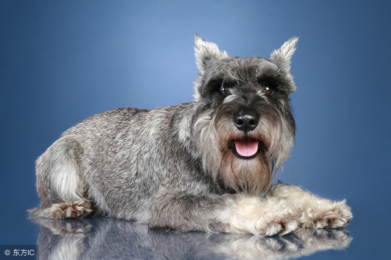 养一只雪纳瑞的优点与缺点,雪纳瑞犬的优点和缺点