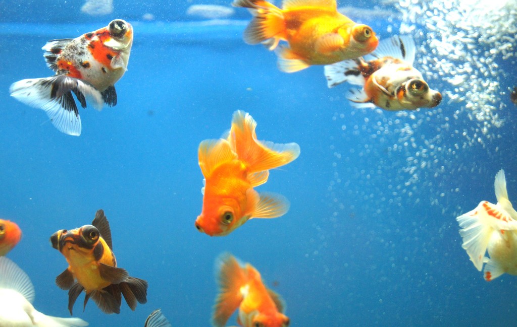 养金鱼常见的鱼病怎么治,防治金鱼生病有些啥药