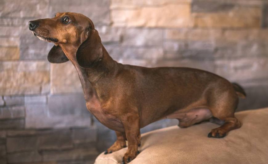 狗界中的5种小短腿狗狗,小短腿的狗都是什么狗