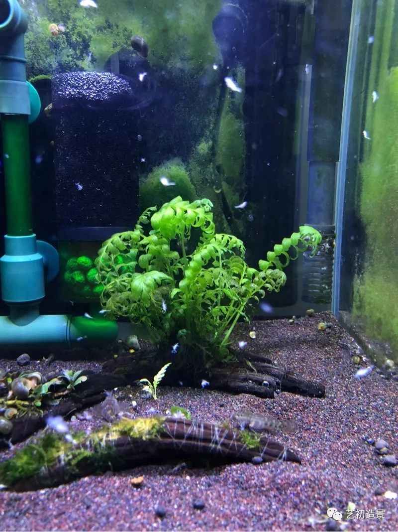 虾虎缸造景要什么过滤器,虾虎缸用什么石头造景好