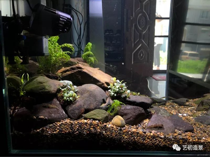 虾虎缸造景要什么过滤器,虾虎缸用什么石头造景好