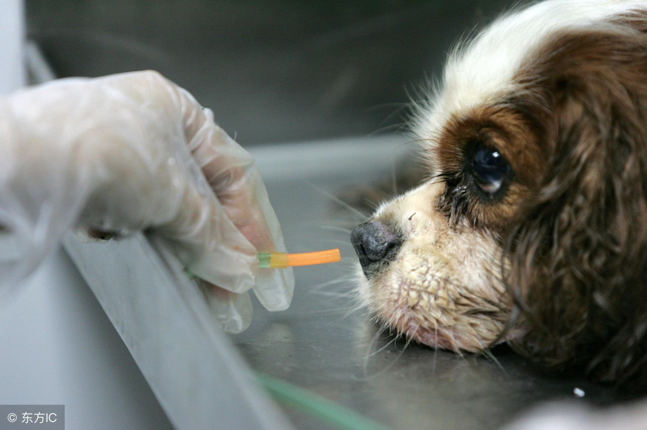 狗养殖场怎样预防疾病,狗常吃点啥药可以预防疾病发生