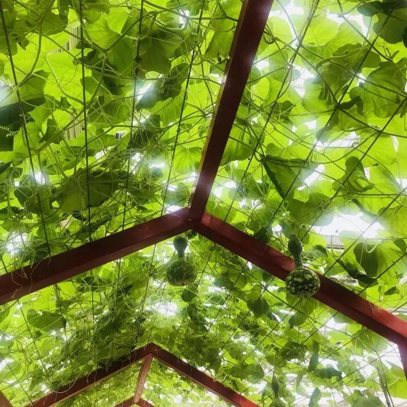 蔬果草莓采摘园,常州采摘适合夏天玩的地方