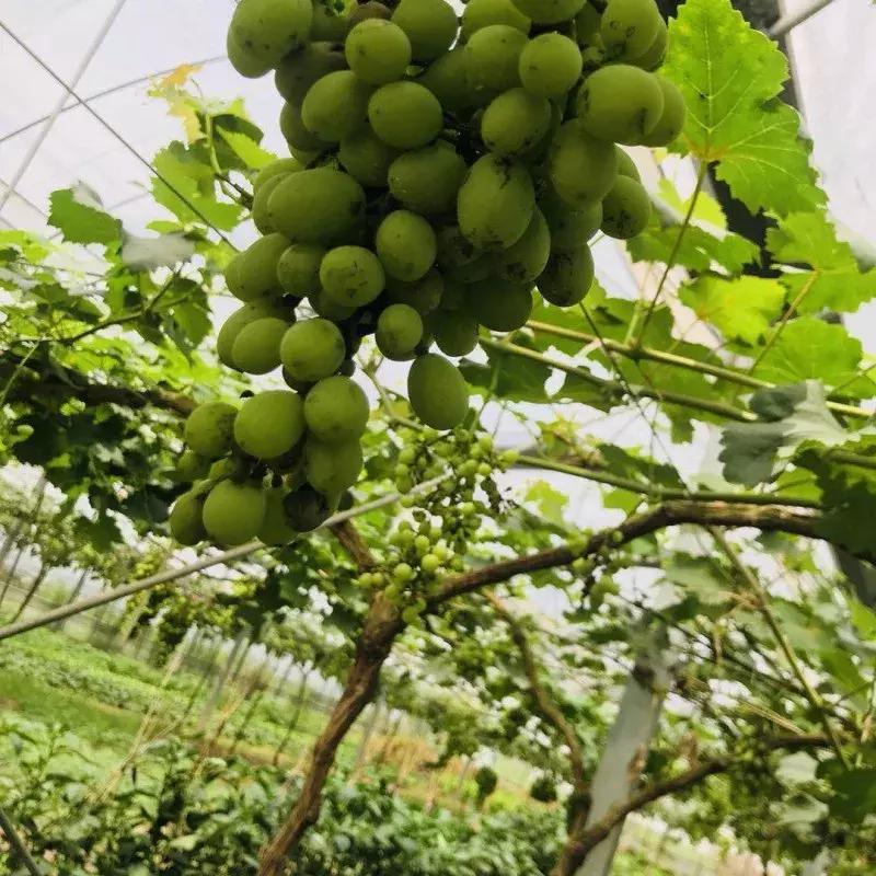 蔬果草莓采摘园,常州采摘适合夏天玩的地方