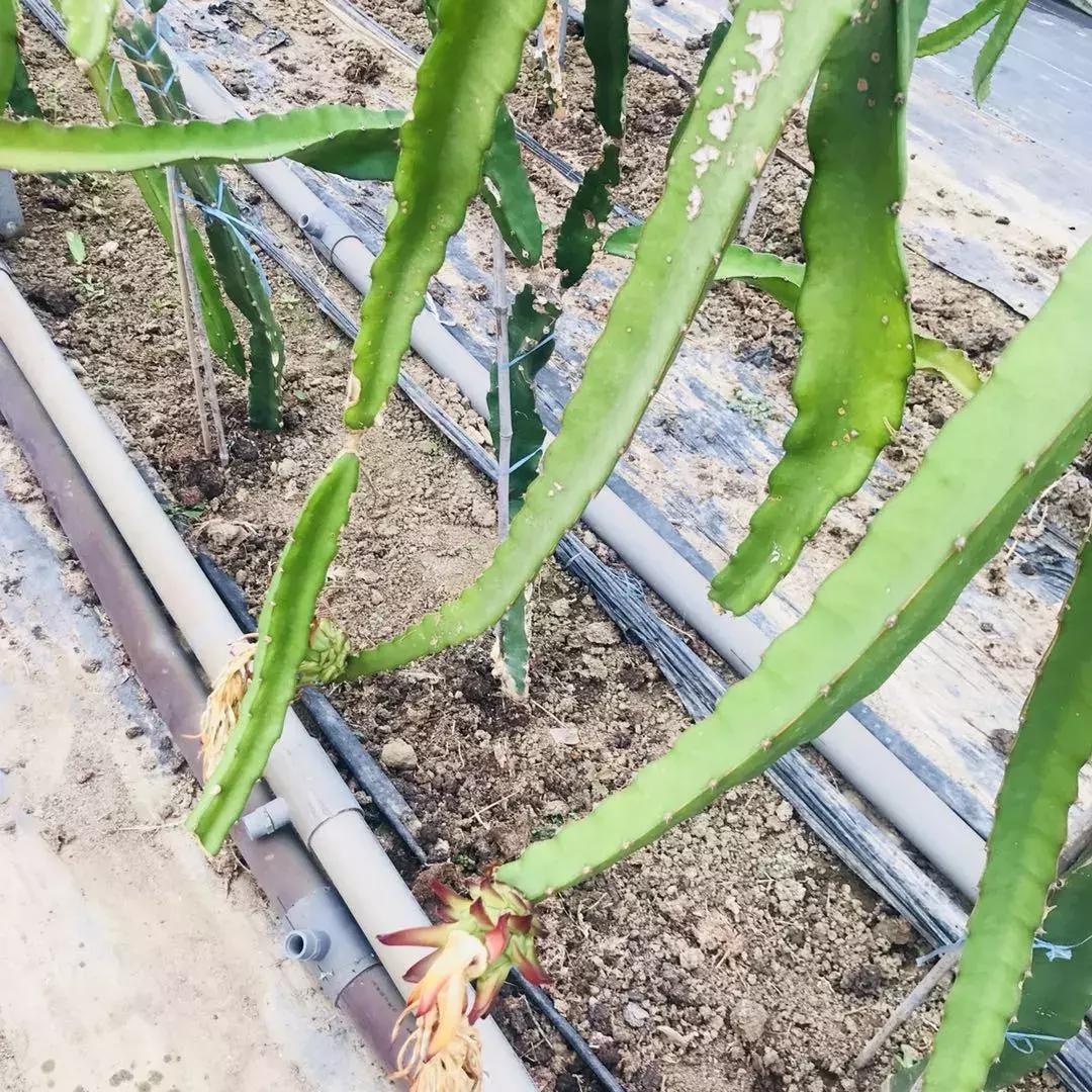 蔬果草莓采摘园,常州采摘适合夏天玩的地方