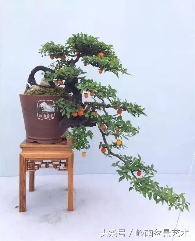 地瓜榕盆景的修剪技巧,金豆盆景修剪视频大全