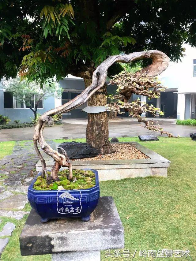 地瓜榕盆景的修剪技巧,金豆盆景修剪视频大全