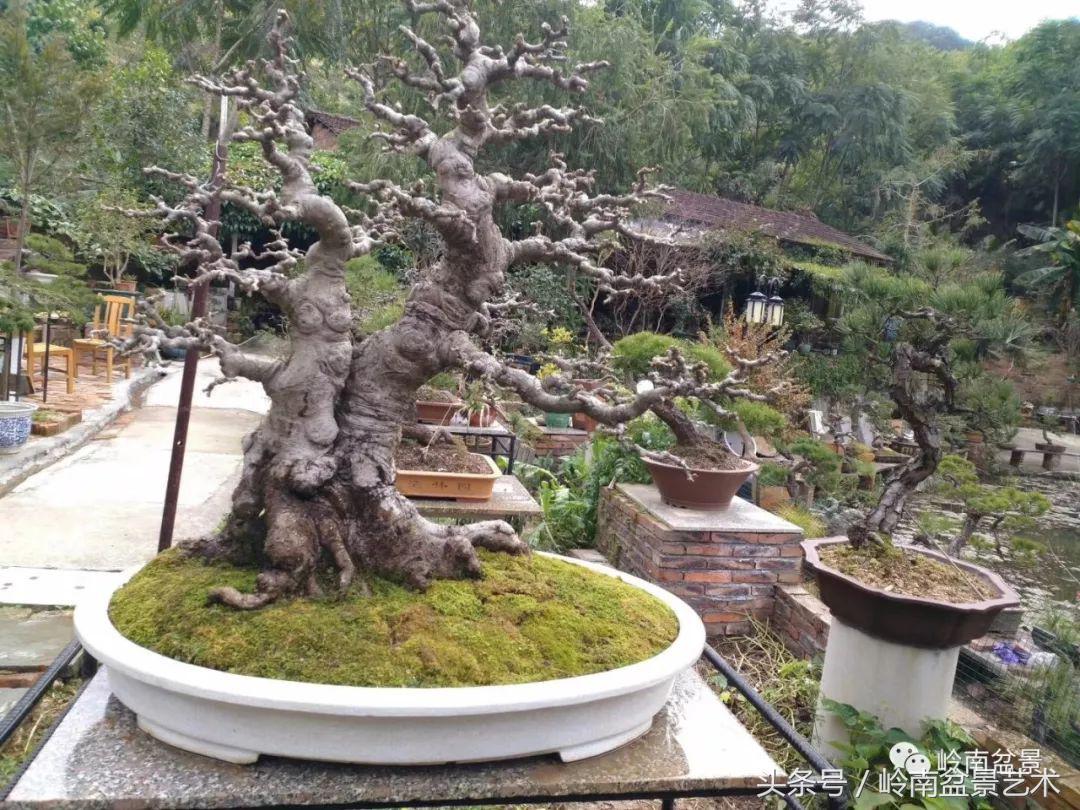 地瓜榕盆景的修剪技巧,金豆盆景修剪视频大全