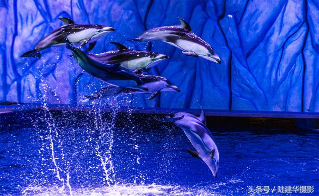 暑期游珠海长隆海洋王国,带你去看珠海长隆海洋王国