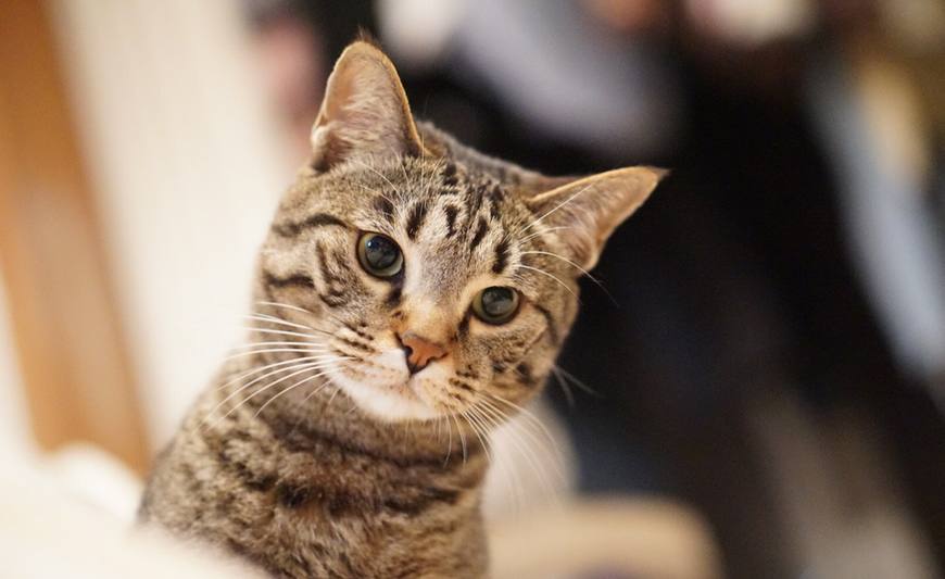 中华田园猫上榜10大受欢迎猫咪,中华田园猫和狸花猫有什么区别