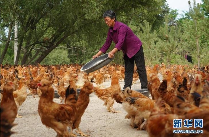 全国造林模范张莲莲,张莲莲植树造林的事迹