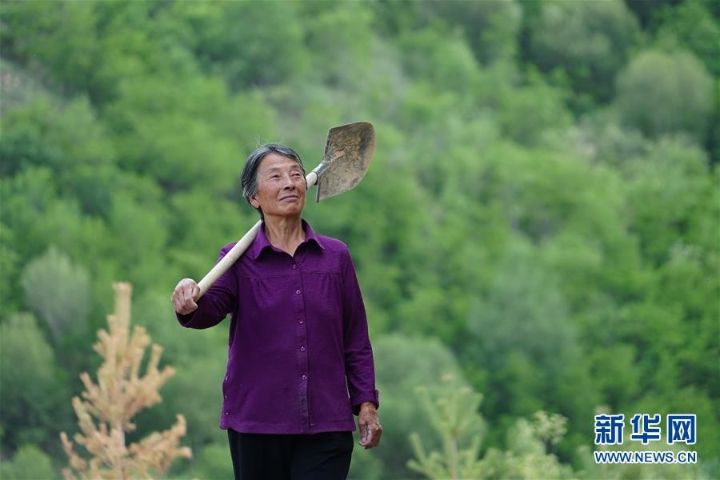 全国造林模范张莲莲,张莲莲植树造林的事迹