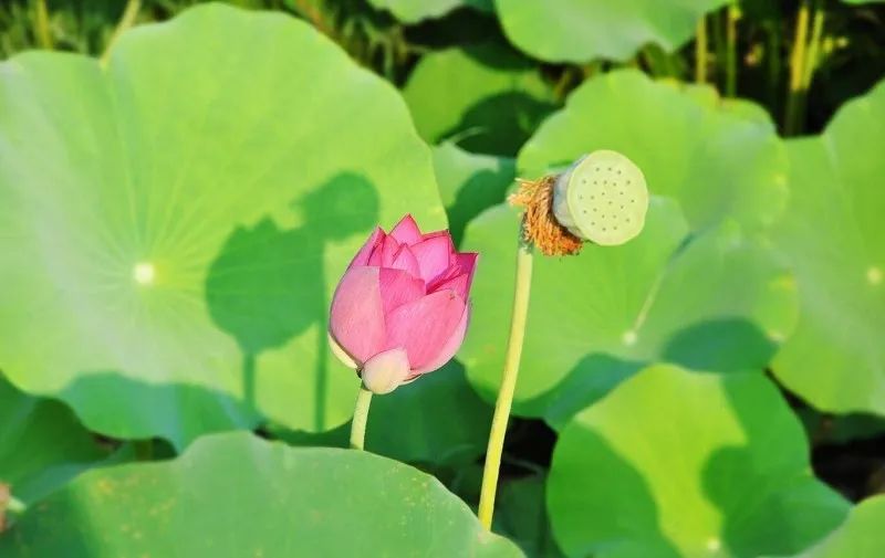 上海观景赏荷,7月赏荷花好去处