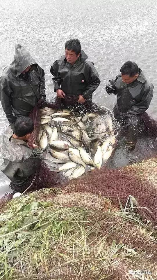 高密度养殖鱼烂尾烂鳞怎么办,养殖鱼出血病治疗