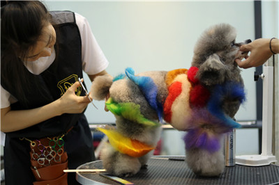 学习宠物美容初级学什么,初学宠物美容基础手法