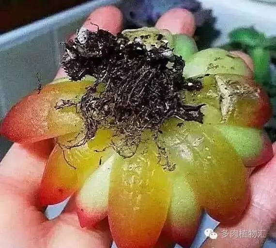 多肉黄叶、烂叶、霉根不知道该怎么办？现在看还来得及！