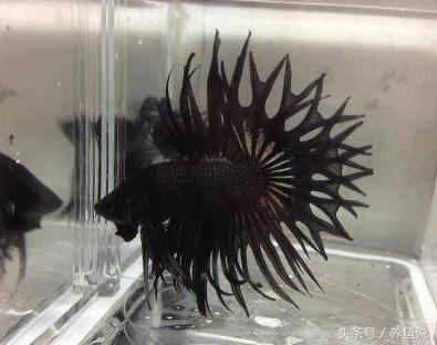 斗鱼怎么养都养不死的泰国斗鱼,泰国斗鱼为啥那么多种颜色