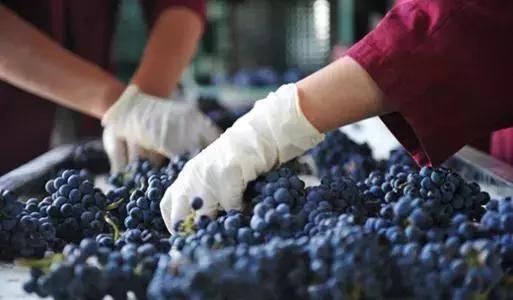 酒庄葡萄酒的酿造方法及制作步骤,李子柒葡萄酒的酿造方法