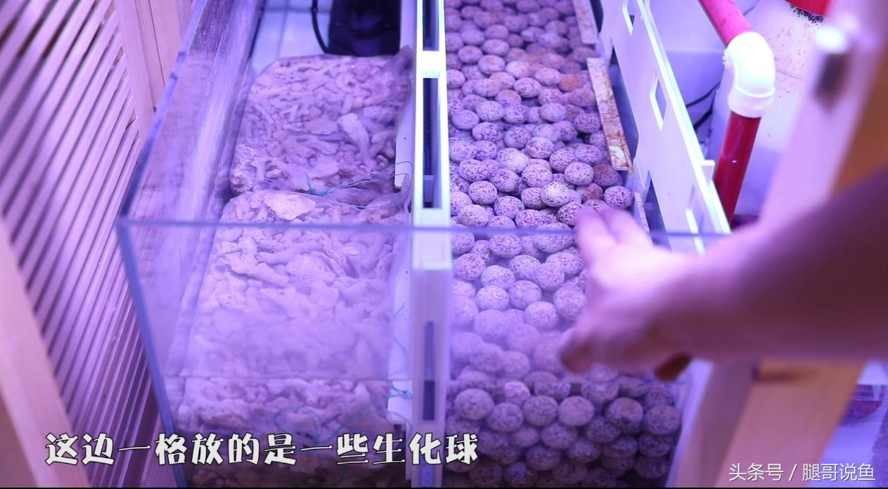 新手养鱼12个基础知识,建议养鱼新手入门养的鱼