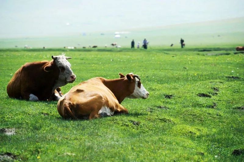 告诉你内蒙古不包邮的原因,内蒙古为什么不包邮呢