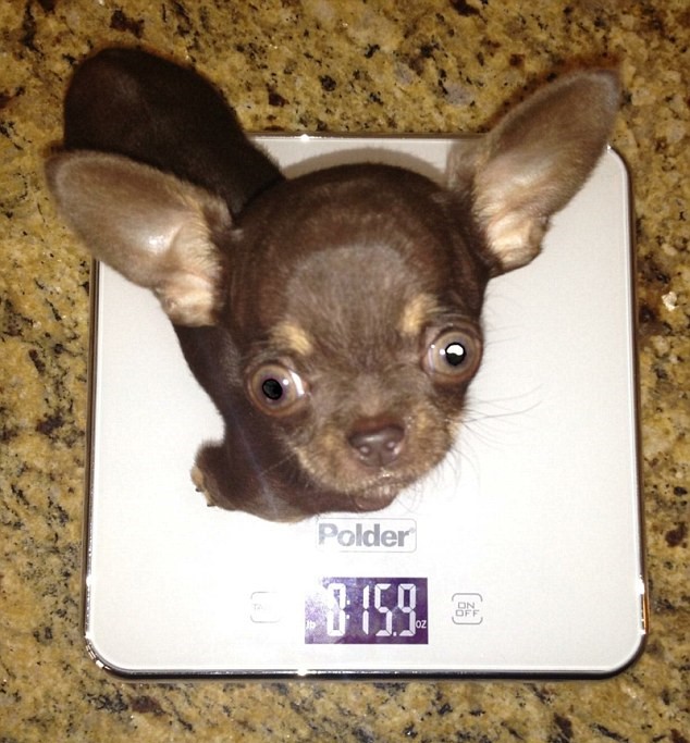 世界上被克隆最多次数的吉娃娃“神奇米莉”被科学家复制49次