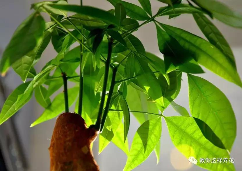 养了整整十年的君子兰终于开花了,养了一堆君子兰