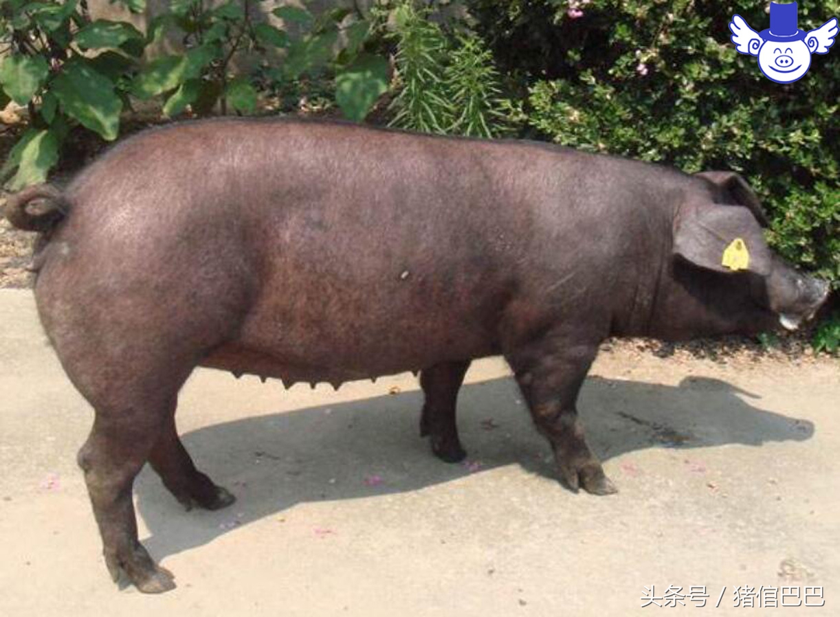 要想母猪多产仔用什么方法,想要母猪奶水多用啥办法