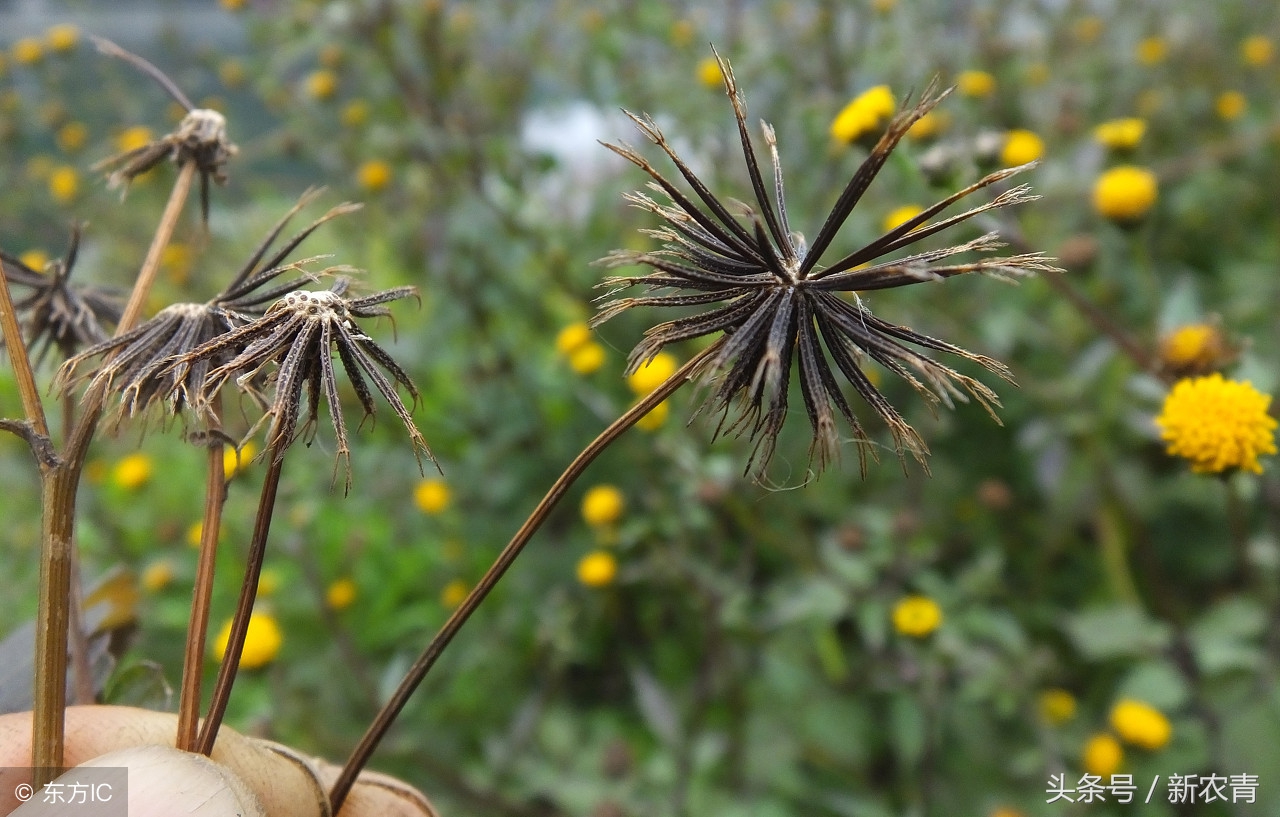 农村地里野草降血压的有哪些,农村不敢碰的植物