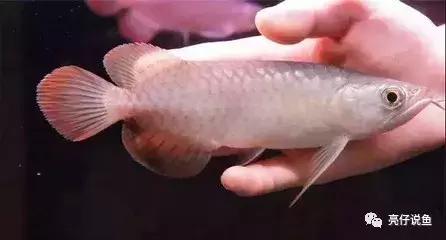 龙鱼品种价格排行,龙鱼图片品种介绍视频播放