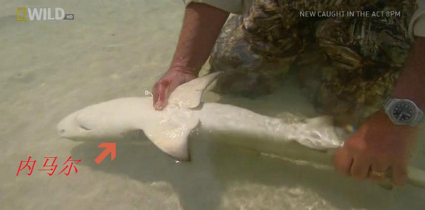 内马尔真实的视频,现在的内马尔和姆巴佩