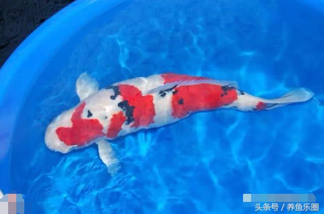 锦鲤怕光怎么解决,锦鲤喂食过多拒食