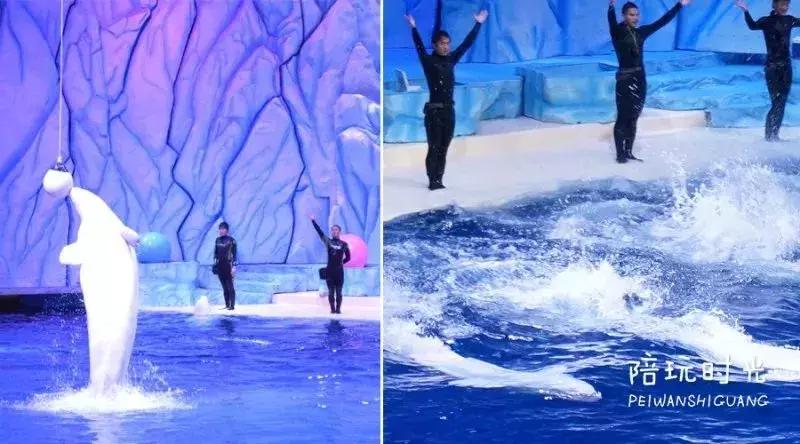 带娃游长隆最佳路线,带娃去哪个长隆玩