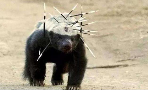 蜜獾被黑曼巴咬到会怎么样,蜜獾平头哥会被毒蛇咬死吗