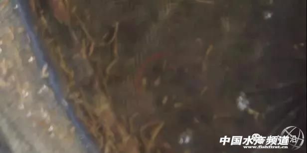 对虾缺乏微量元素的症状,对虾转肝慢怎么办