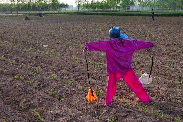 麻雀田地里吃谷子,农村麻雀吃谷子