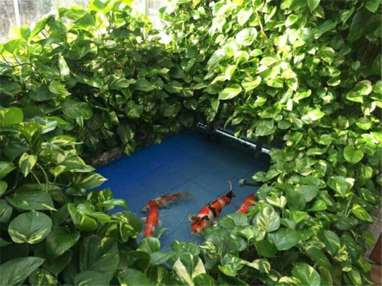虾缸能养绿萝,养鱼池如何养绿萝