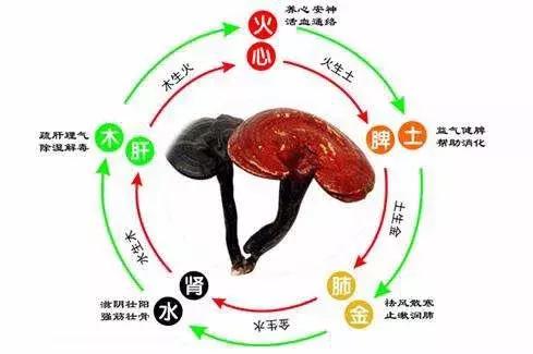 灵芝与健康知识,健康人能吃灵芝孢子胶囊吗
