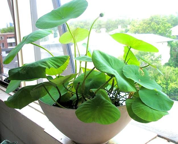 睡莲花盆栽方法,盆栽睡莲怎么养护