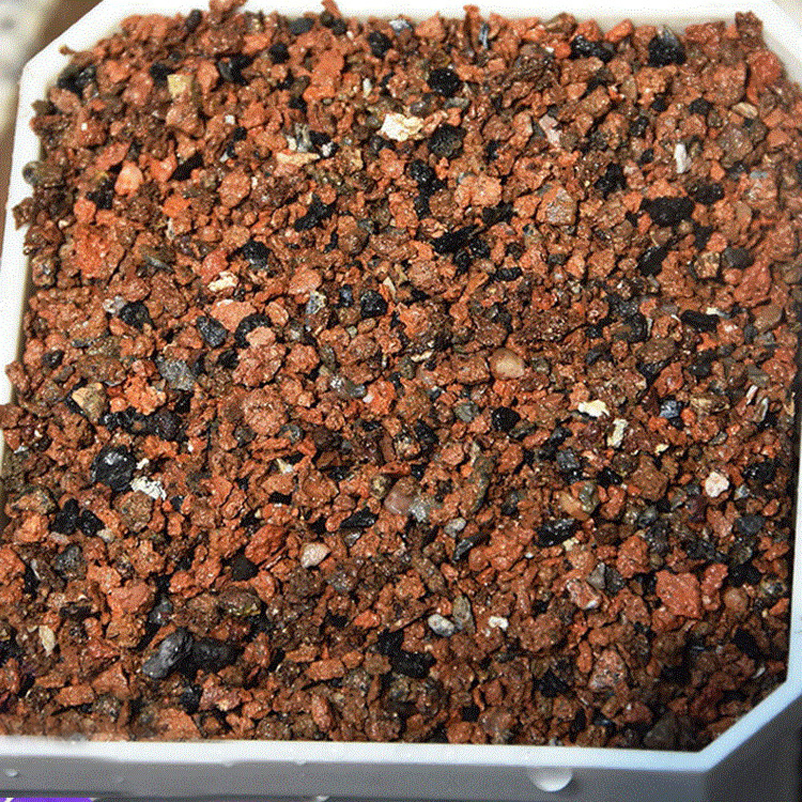 不同盆景的养护难度,不同盆栽施什么肥