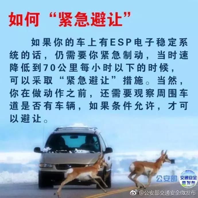 开车在路上遇到小动物怎么办,高速遇到小动物